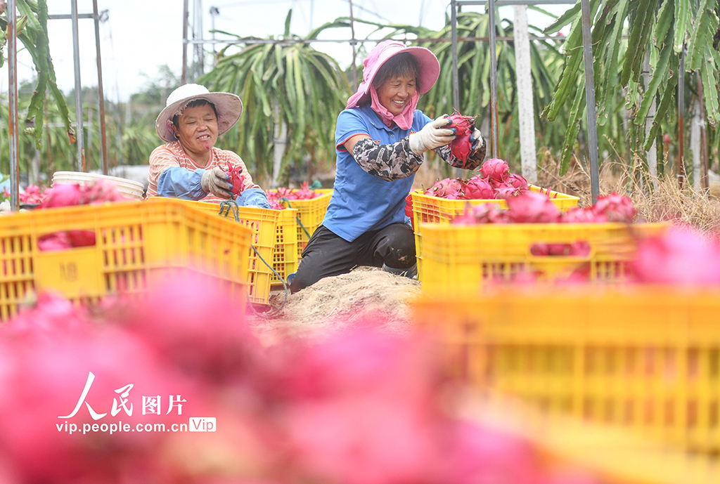 湖南道县：特色种植助农增收【8】