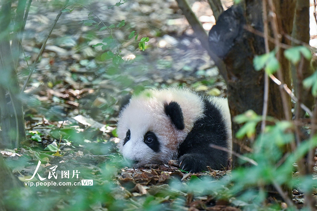 四川成都：2025新生大熊猫憨态可掬【4】
