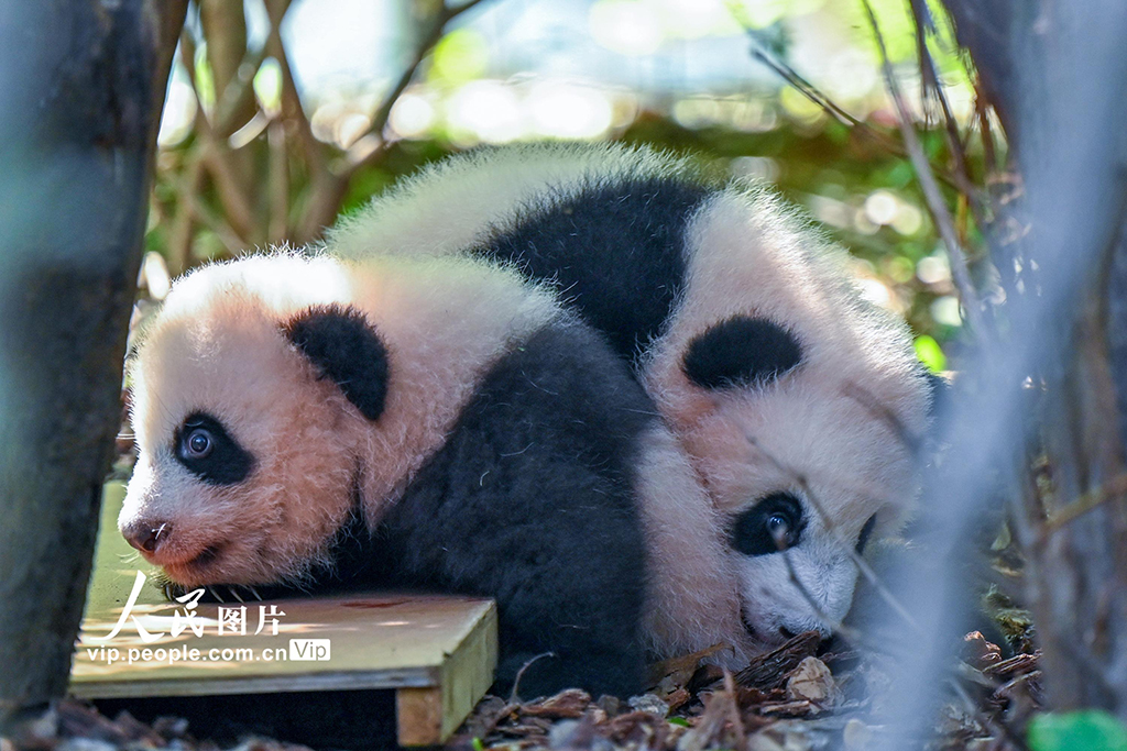 四川成都：2025新生大熊猫憨态可掬【6】