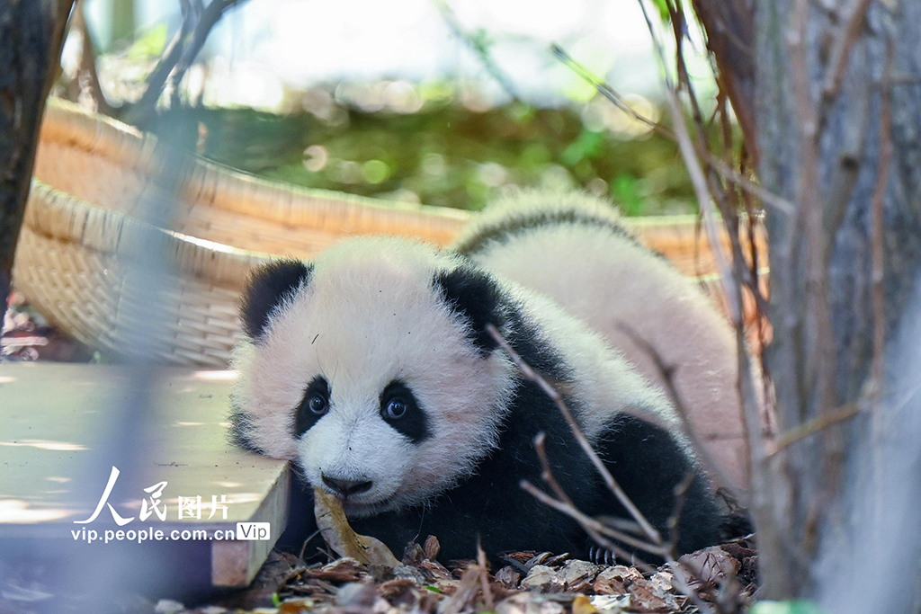 四川成都：2025新生大熊猫憨态可掬【7】