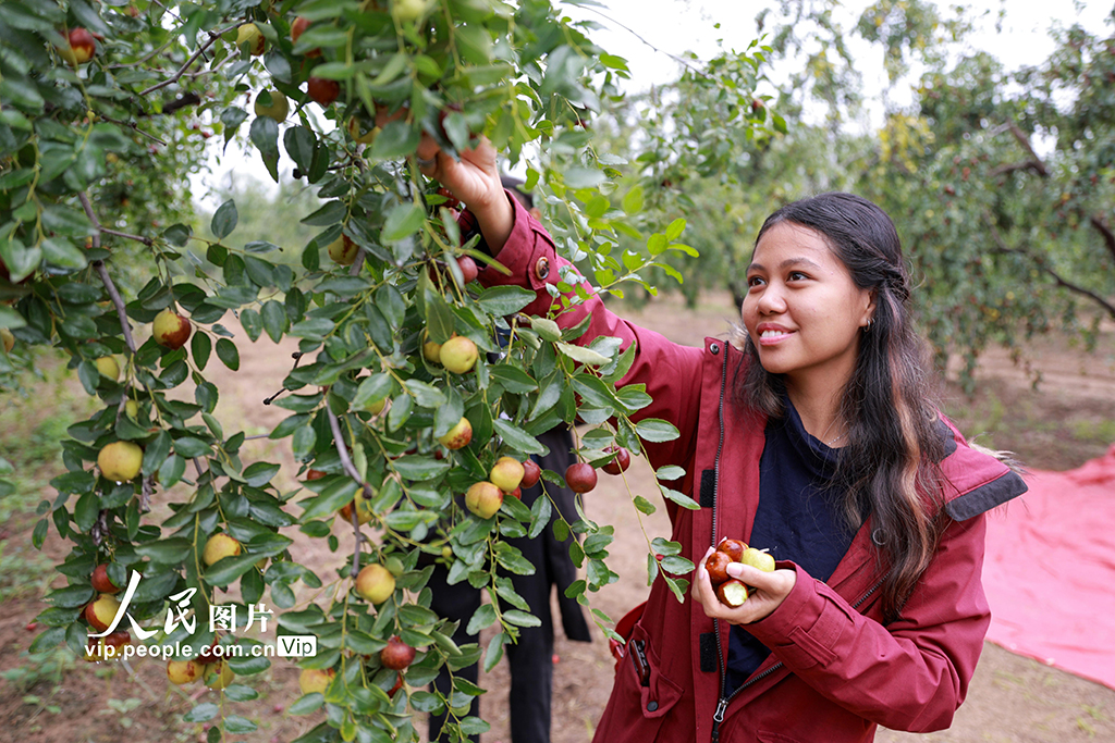 山东聊城：圆铃大枣迎丰收【2】