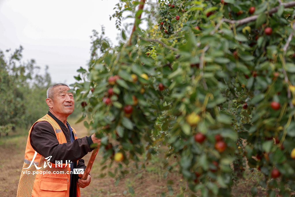 山东聊城：圆铃大枣迎丰收【4】