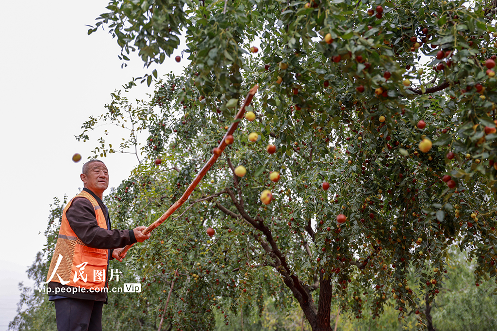 山东聊城：圆铃大枣迎丰收【5】