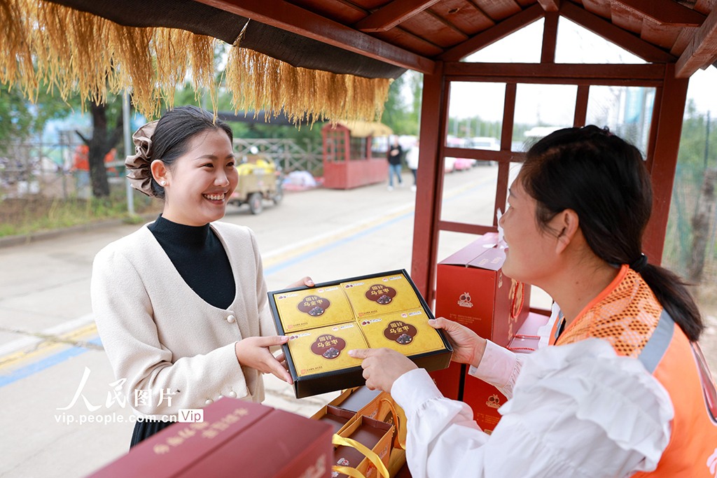 山东聊城：圆铃大枣迎丰收【6】