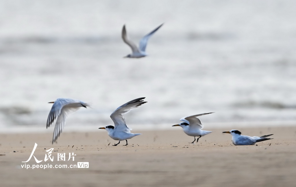 山东日照：中华凤头燕鸥现身刘家湾赶海园【4】