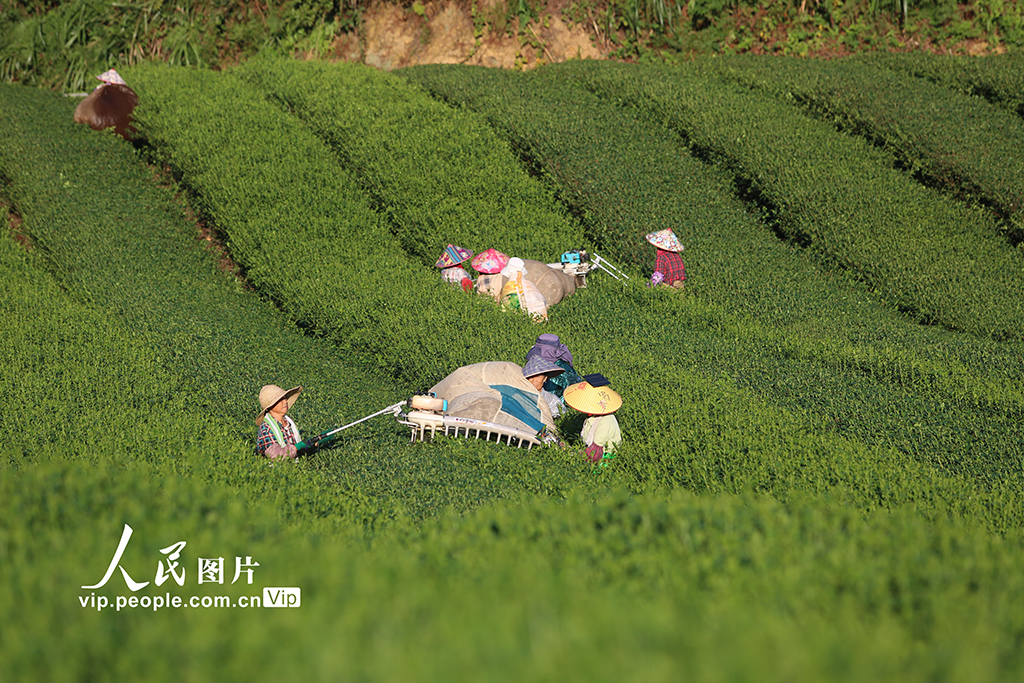 浙江淳安：机械化采收秋茶【2】