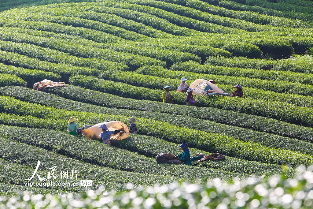 浙江淳安：机械化采收秋茶【4】