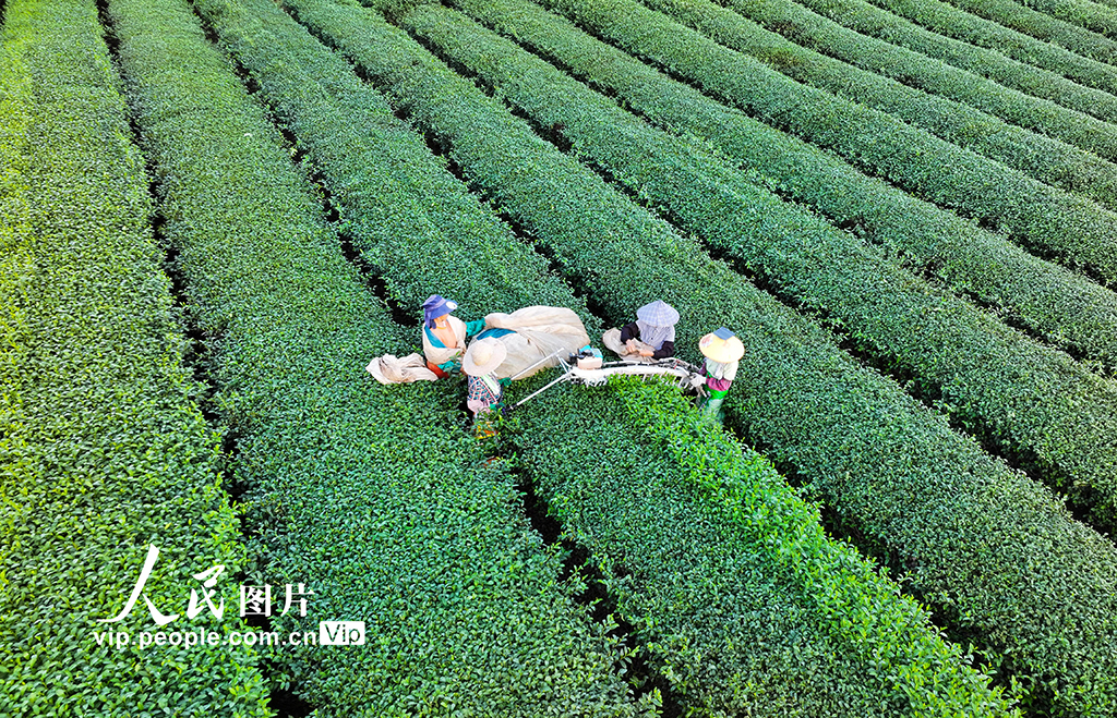 浙江淳安：机械化采收秋茶【5】