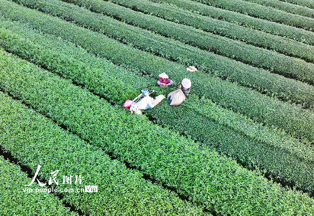 浙江淳安：机械化采收秋茶【6】