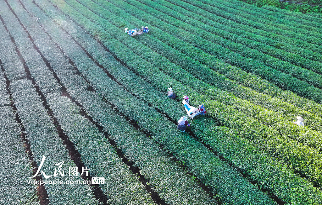 浙江淳安：机械化采收秋茶【8】