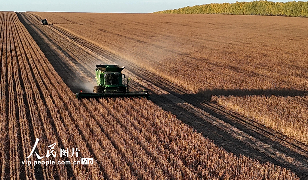黑龙江黑河：收获大豆【2】