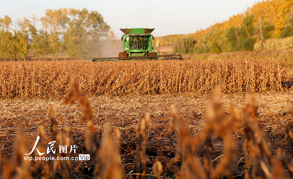 黑龙江黑河：收获大豆【4】