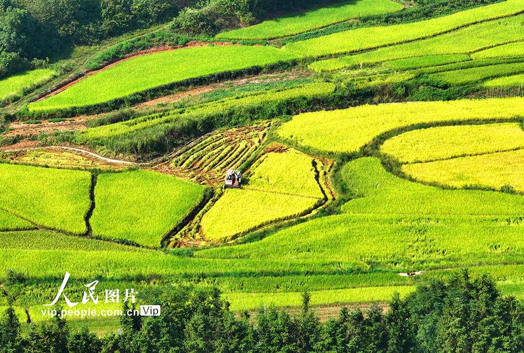 江西泰和：水稻收割忙【3】