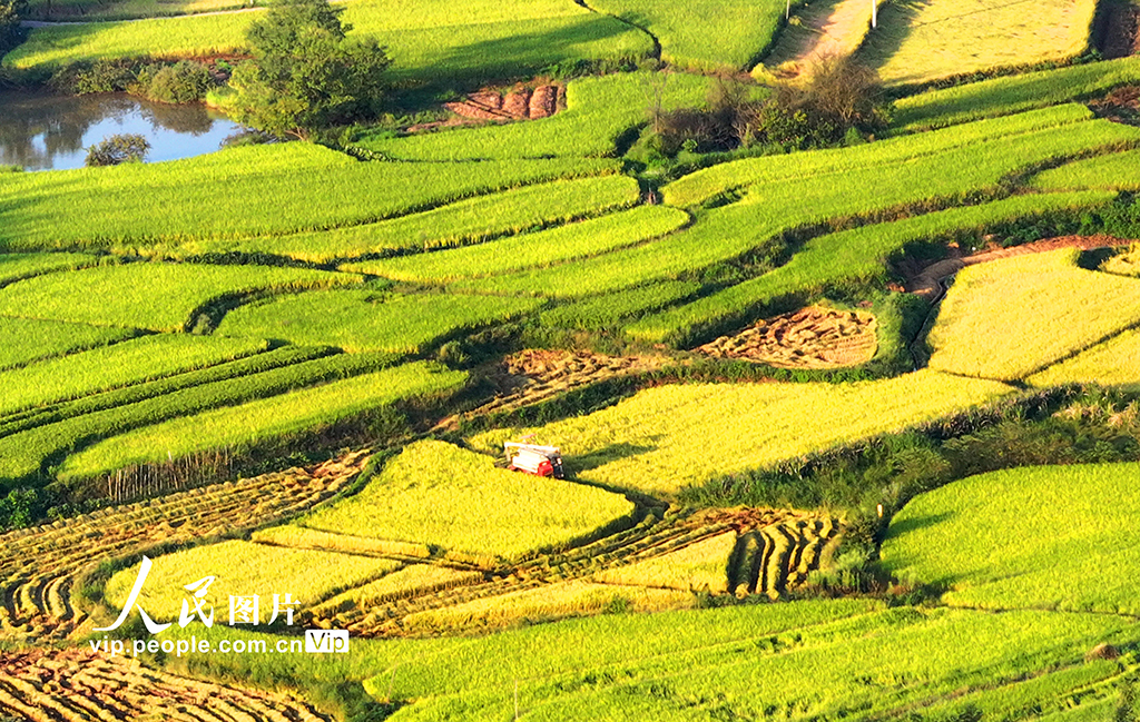 江西泰和：水稻收割忙【4】