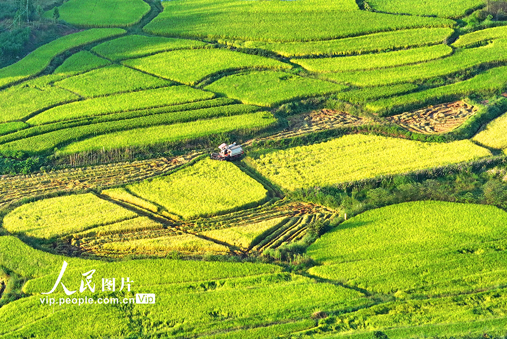 江西泰和：水稻收割忙【5】