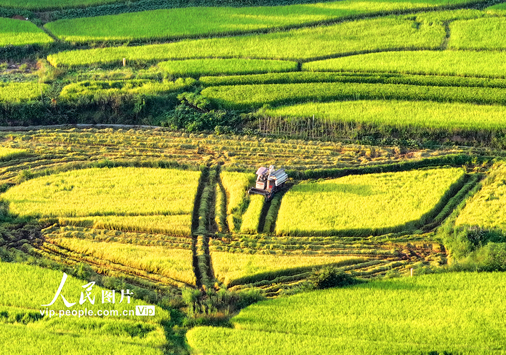 江西泰和：水稻收割忙【2】