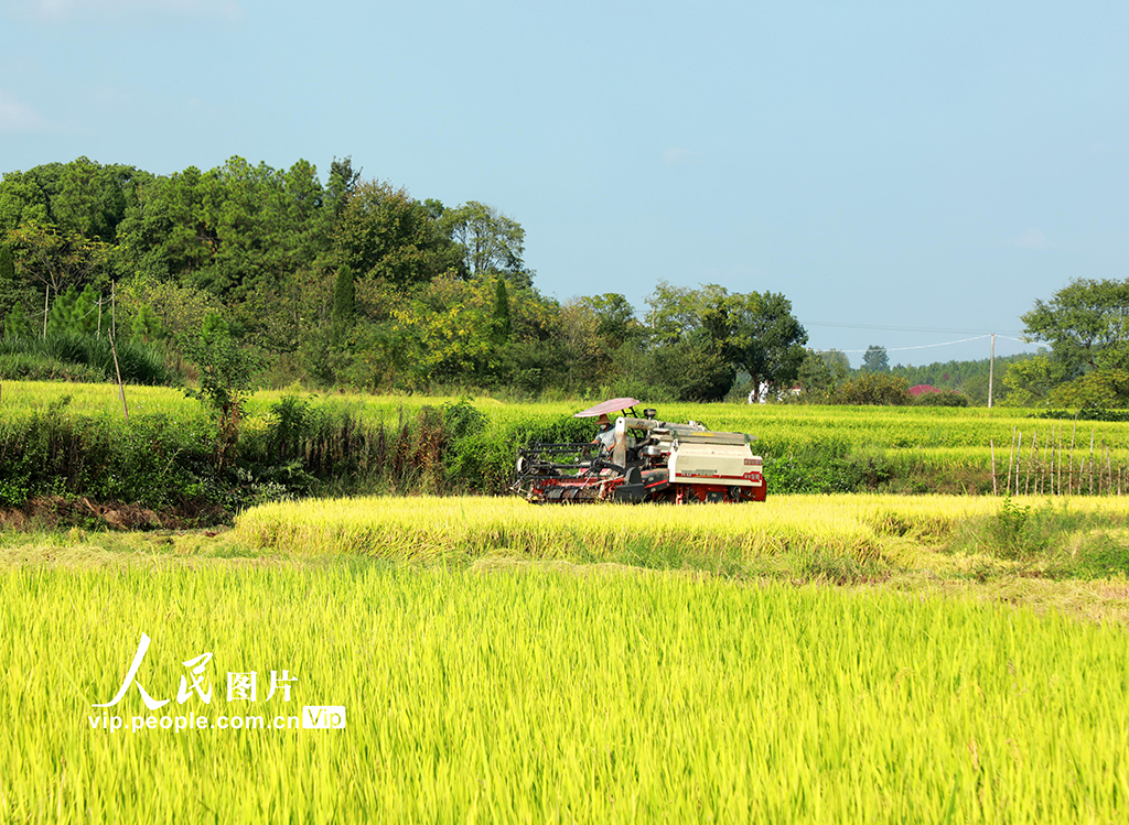 江西泰和：水稻收割忙【6】