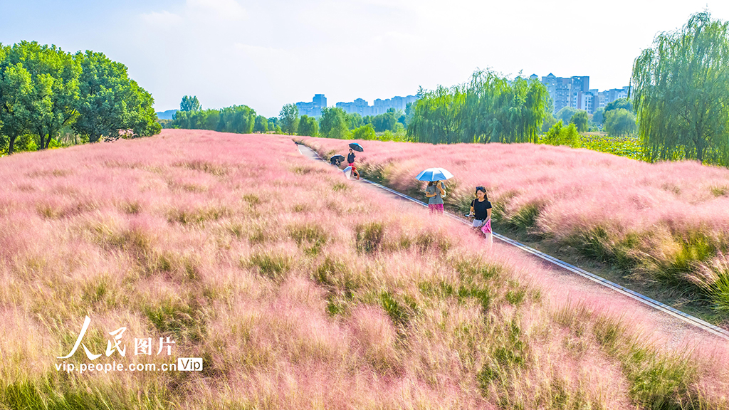 安徽池州：粉黛乱子草迎客来【4】