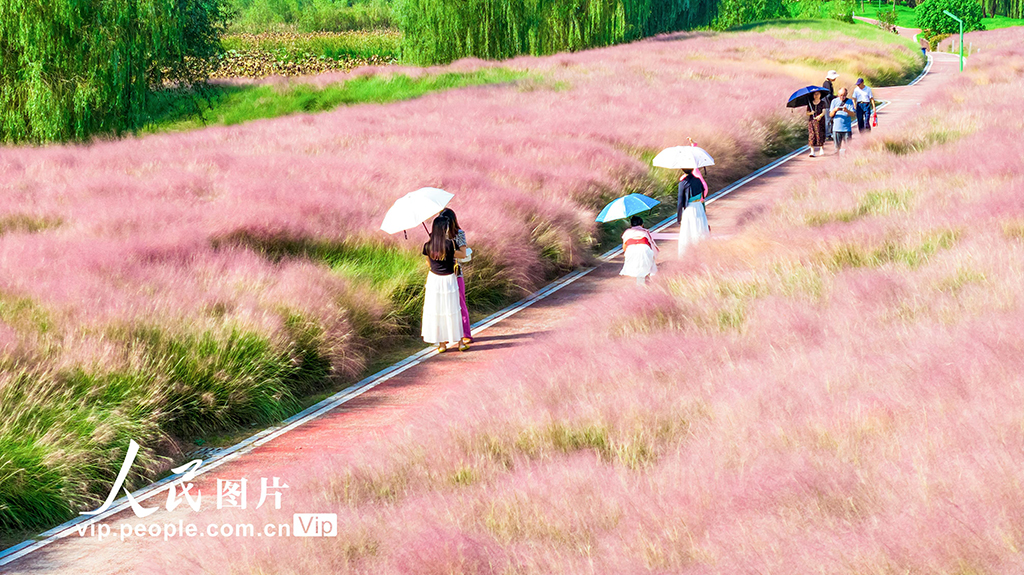 安徽池州：粉黛乱子草迎客来【3】