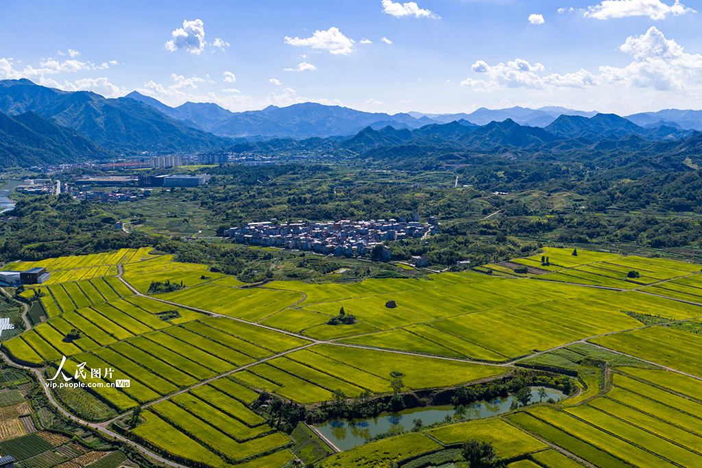 浙江缙云：稻田千层浪 “丰”景美如画【3】
