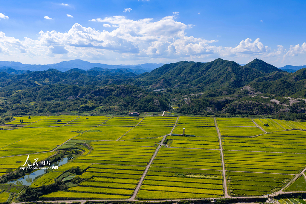 浙江缙云：稻田千层浪 “丰”景美如画【4】