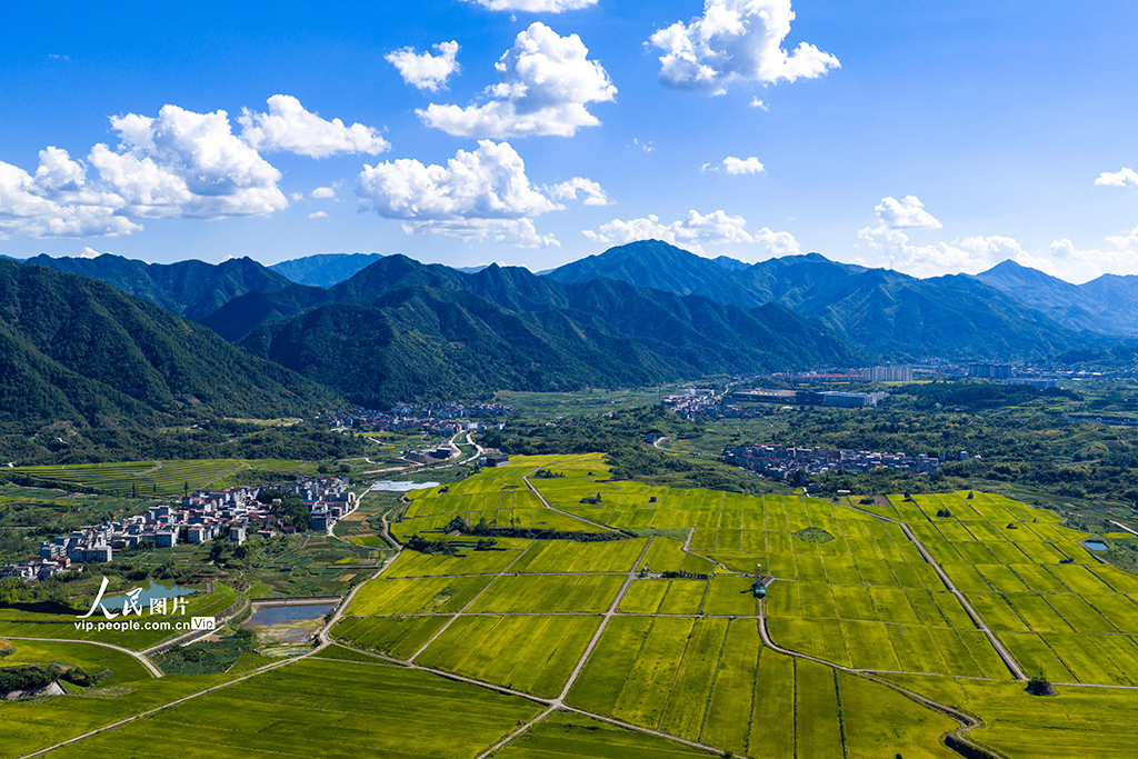 浙江缙云：稻田千层浪 “丰”景美如画【5】