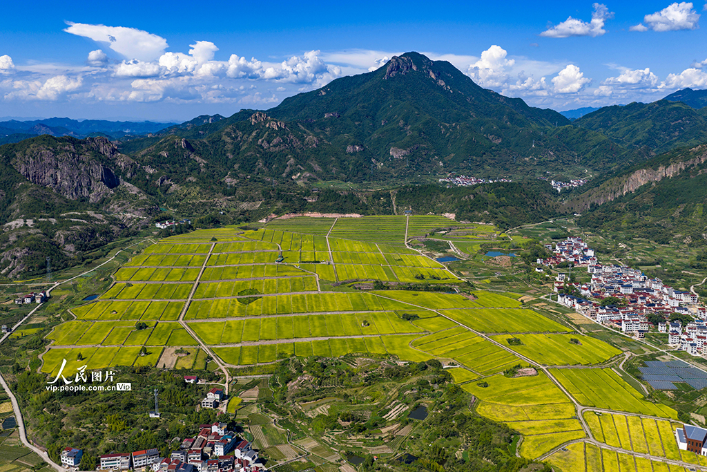 浙江缙云：稻田千层浪 “丰”景美如画【2】