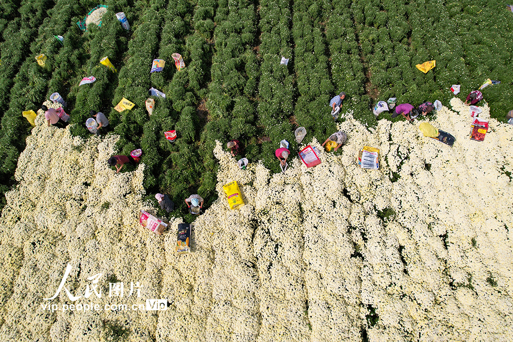 河北鸡泽：药用菊花采摘忙【2】