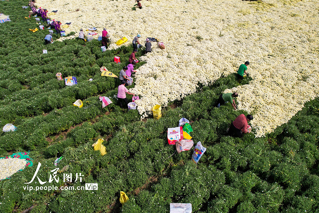 河北鸡泽：药用菊花采摘忙【4】