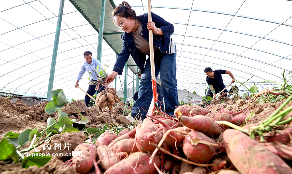 甘肃临泽：戈壁荒漠试种蜜薯喜丰收【2】