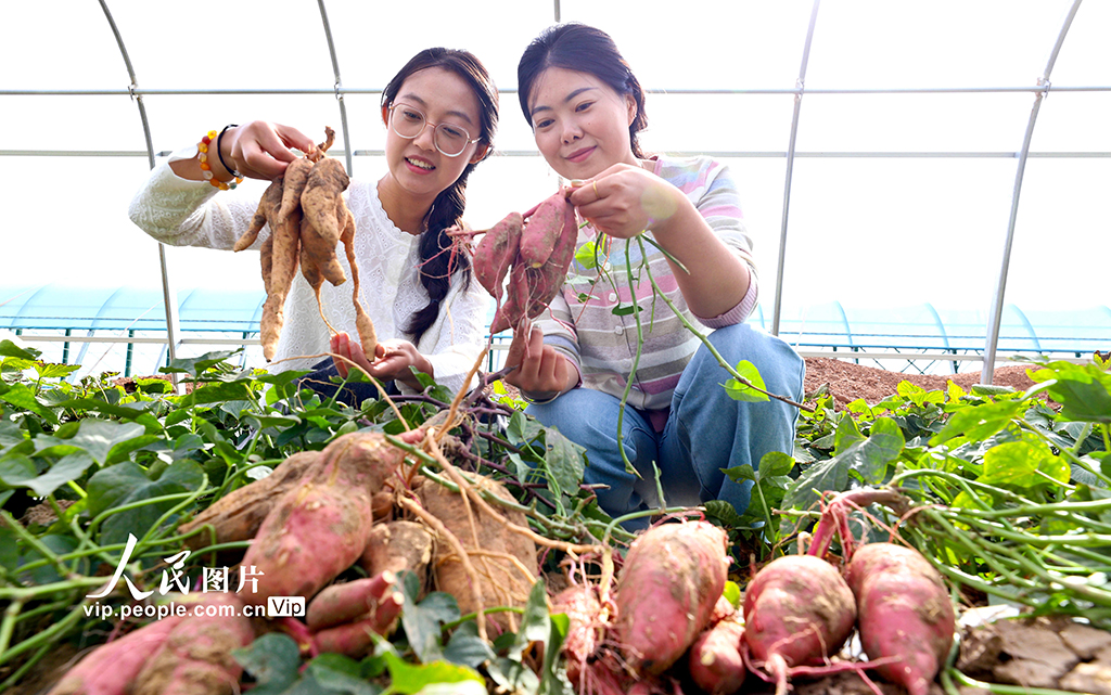 甘肃临泽：戈壁荒漠试种蜜薯喜丰收【4】