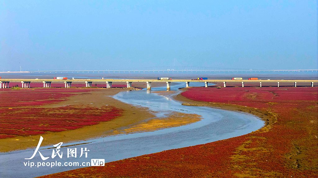 山东青岛：红海滩编织色彩斑斓生态画卷【3】