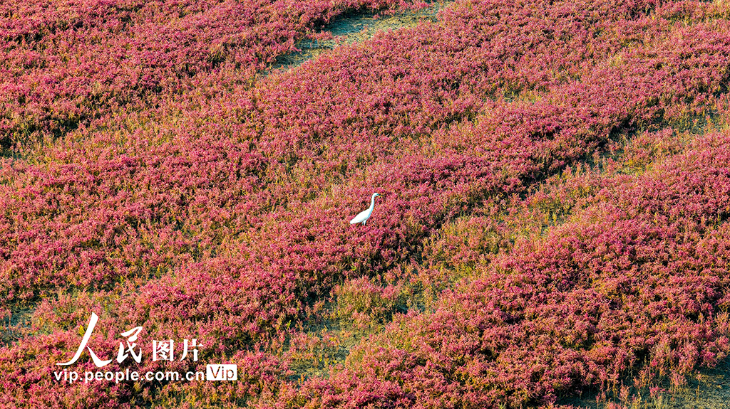 山东青岛：红海滩编织色彩斑斓生态画卷【4】