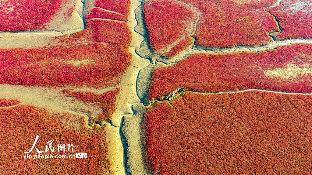 山东青岛：红海滩编织色彩斑斓生态画卷【2】