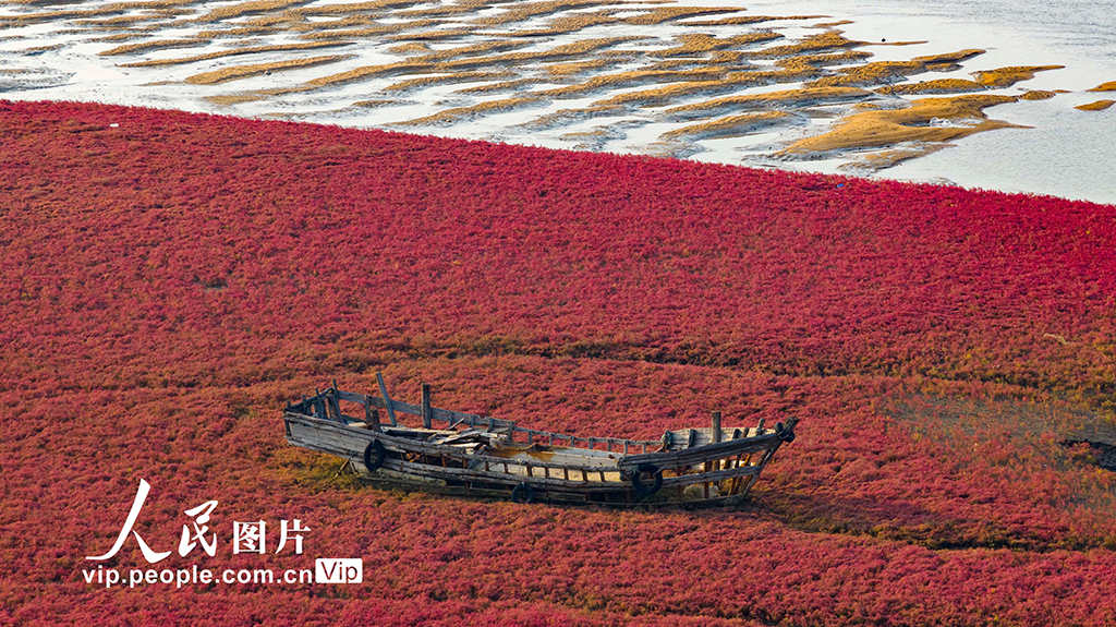 山东青岛：红海滩编织色彩斑斓生态画卷【5】