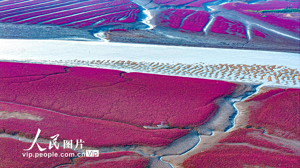 山东青岛：红海滩编织色彩斑斓生态画卷【6】