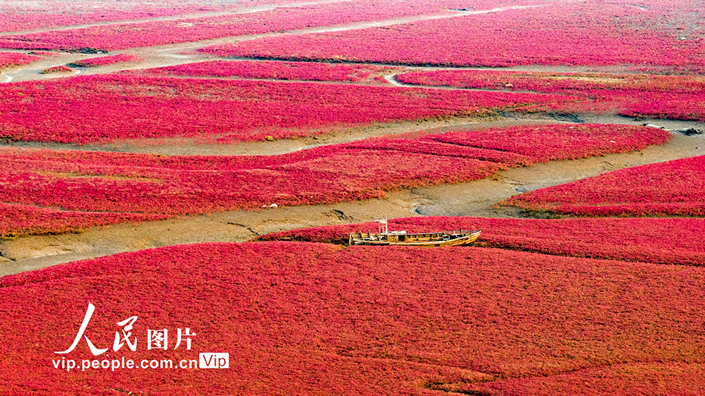 山东青岛：红海滩编织色彩斑斓生态画卷【7】