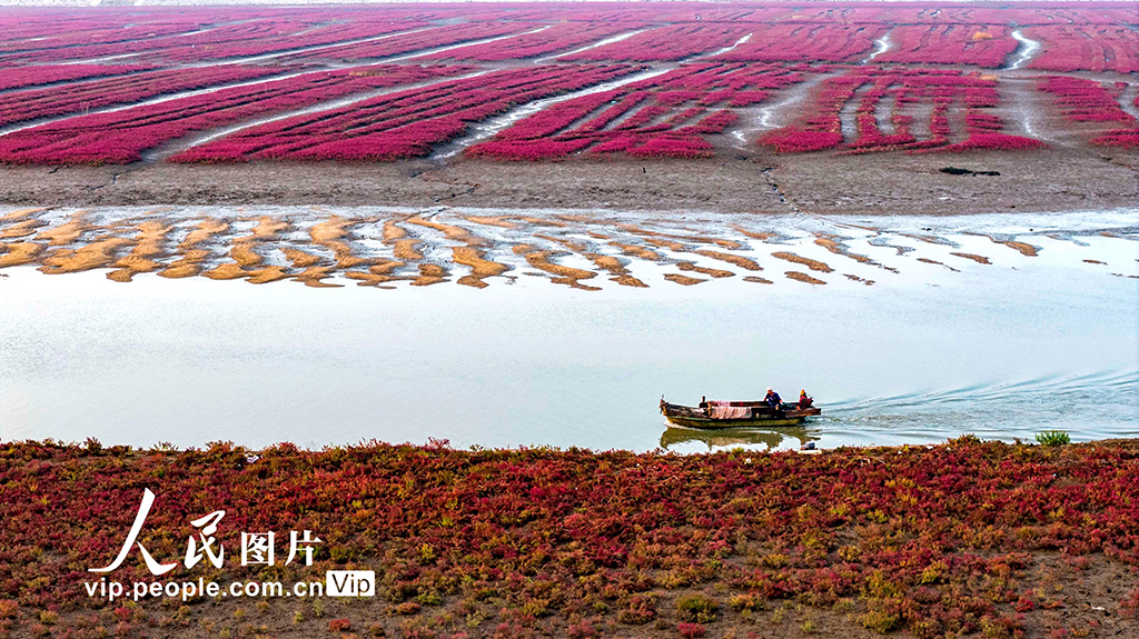 山东青岛：红海滩编织色彩斑斓生态画卷【8】