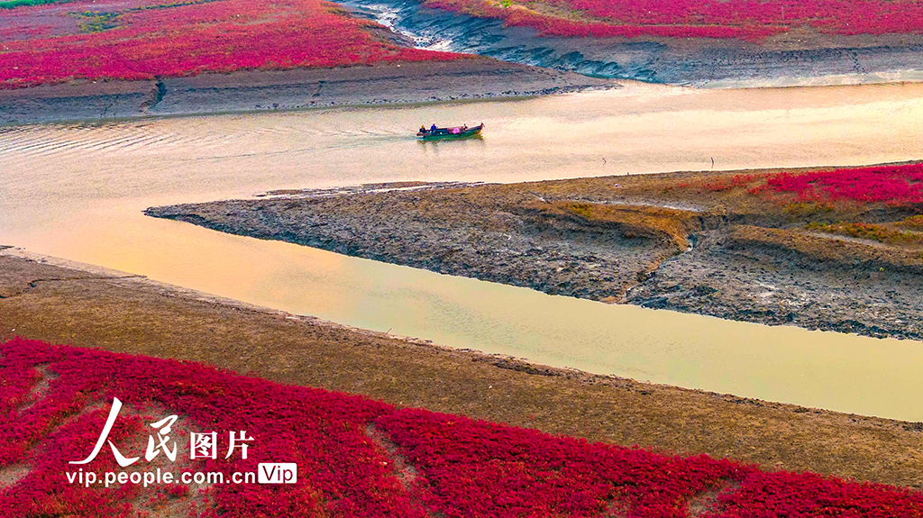 山东青岛：红海滩编织色彩斑斓生态画卷【9】