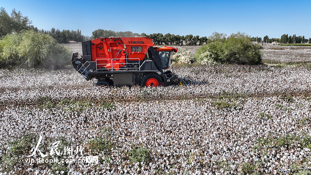 新疆乌苏：采收棉花【3】