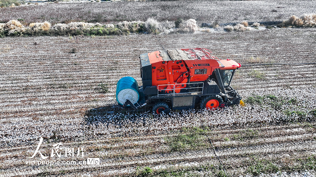 新疆乌苏：采收棉花【4】