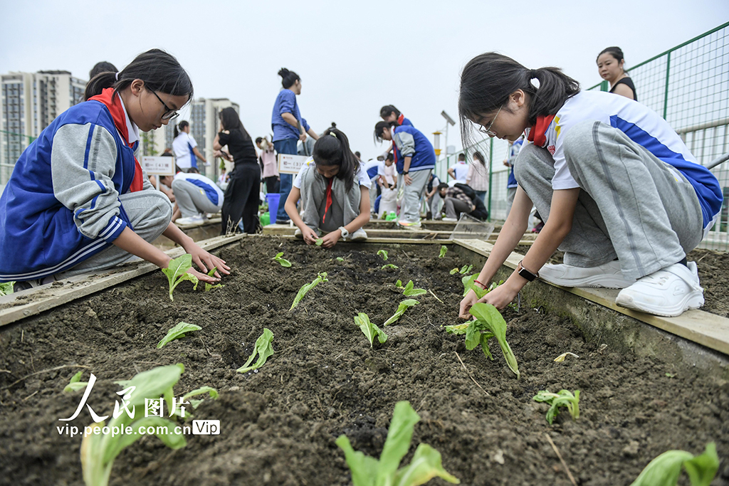 四川成都：校园“空中农田”秋种忙【4】