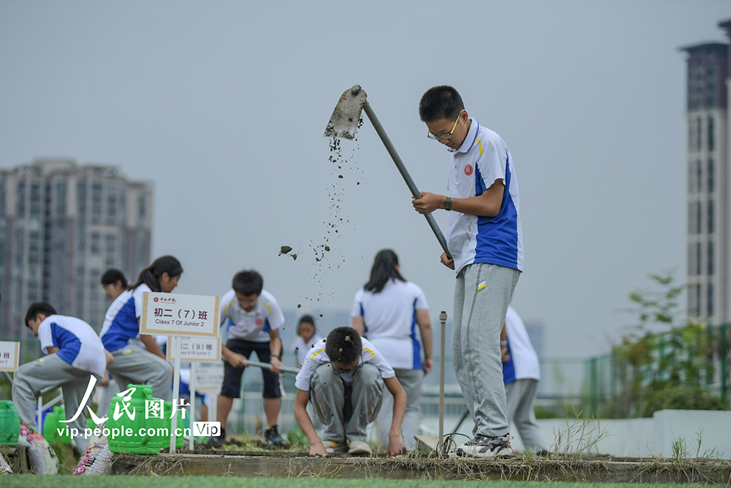 四川成都：校园“空中农田”秋种忙【5】