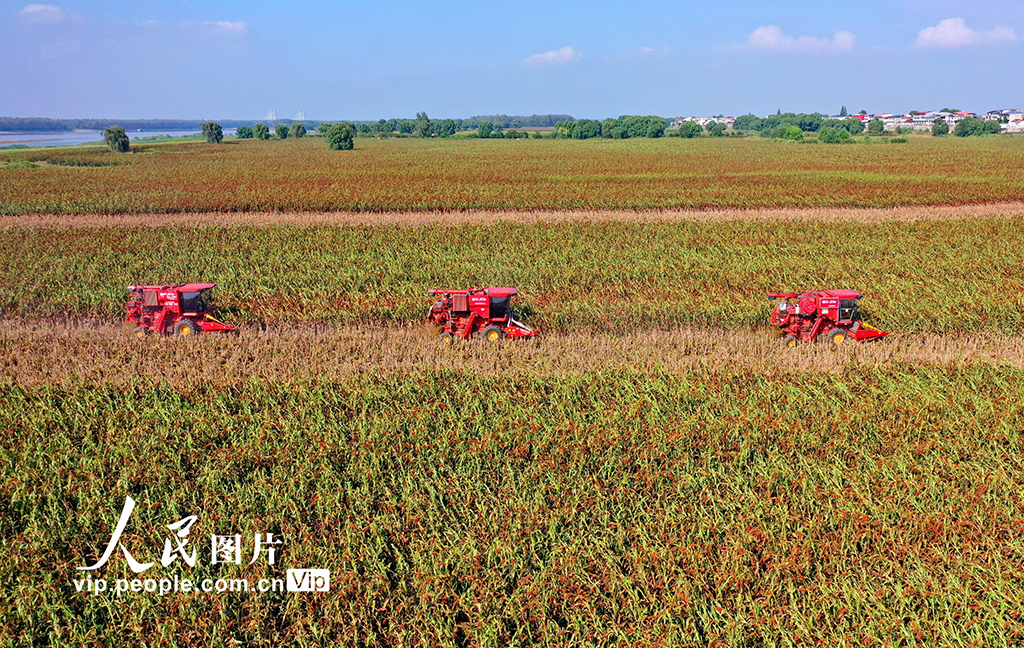 江西彭泽：红高粱 收获忙【3】