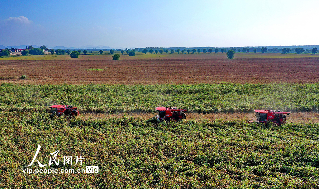 江西彭泽：红高粱 收获忙【4】