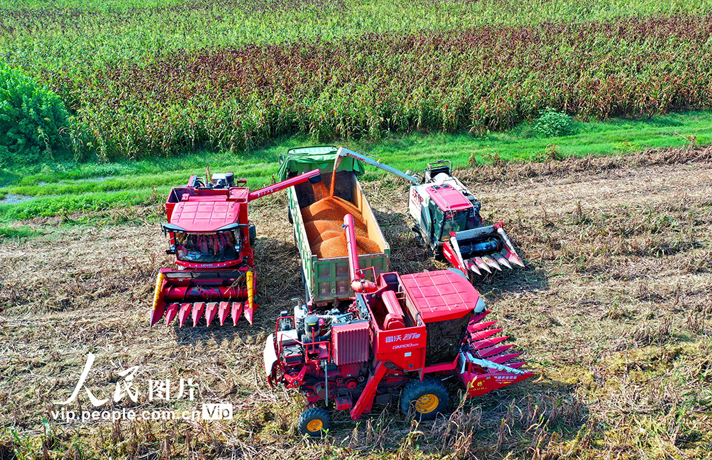 江西彭泽：红高粱 收获忙【5】