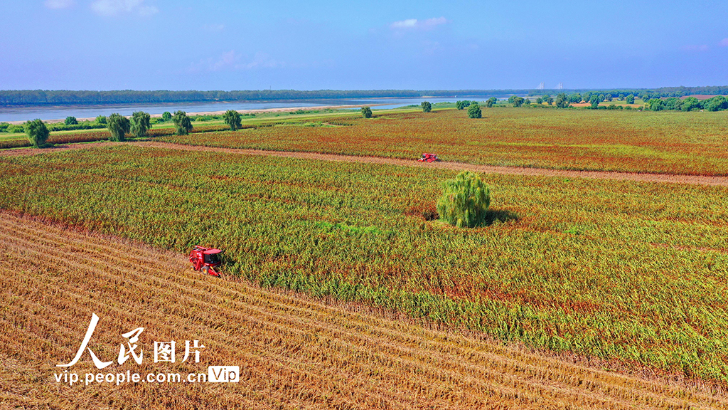 江西彭泽：红高粱 收获忙【2】