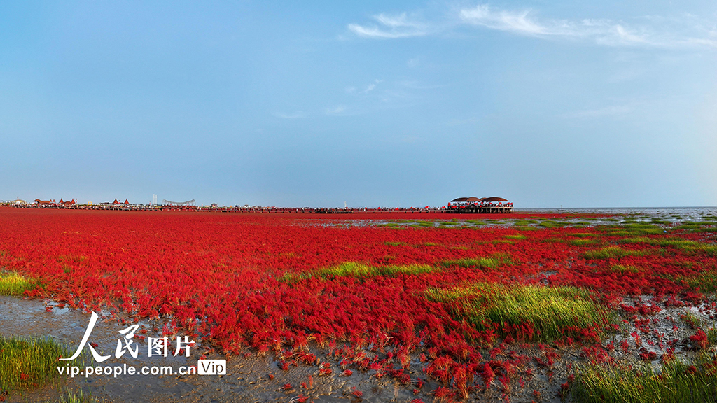 辽宁盘锦：红海滩美景迎客来【3】