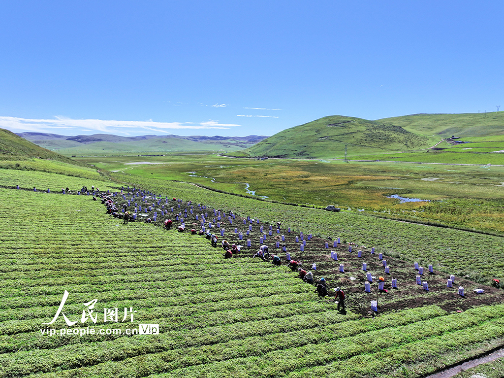 甘肃岷县：收获当归苗【2】