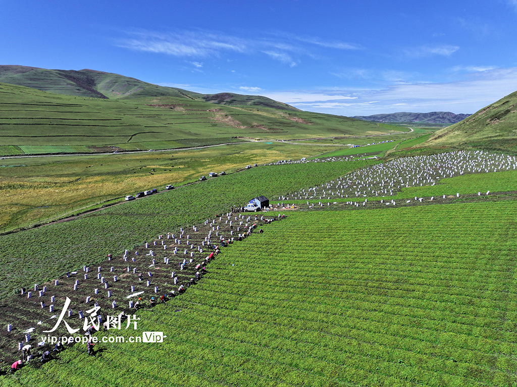 甘肃岷县：收获当归苗【3】